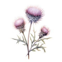 Watercolor thistle flowers on white background. Hand drawn illustration.