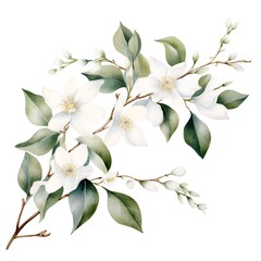 Watercolor jasmine branch with flowers and leaves isolated on white background.