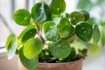 Closeup of Pilea peperomioides leaves, known as Chinese money plant on windowsill at home, soft...