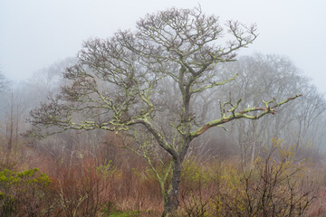 Eerie Enchantment: A Foggy Morning in the North Georgia Forest