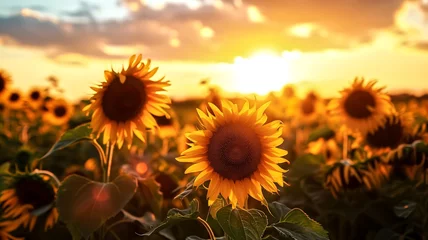 Fotobehang Sunflower field at sunset with golden sunlight. Nature landscape photography. Summer and agriculture concept. Design for poster, wallpaper, eco-friendly products. © nextzimost
