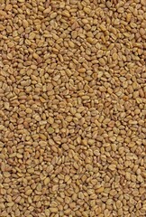 Fenugreek or Methi Seed Background with Copy Space in Vertical Orientation