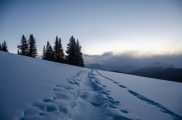 a snowy sunrise in the forest in winter