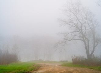 Obraz premium Eerie Enchantment: A Foggy Morning in the North Georgia Forest