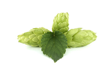 Hops seed cones or strobiles isolated on white
