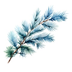 Blue spruce branch isolated on white background. Watercolor illustration.