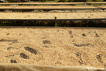 Close up of coffee beans drying in the sun           