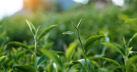 Green tea tree leaves field Fresh young tender bud herbal in farm on summer morning. Sunlight Green tea tree plant camellia sinensis in organic farm. Close up Tree tea plant green nature in morning - obrazy, fototapety, plakaty