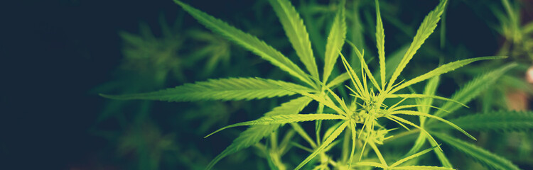 Banner Green weed Marijuana tree cannabis plant narcotic herbal in CBC greenhouse. Panorama Hemp...