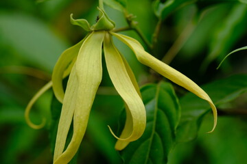 There are 2 main groups of ylang-ylang that are cultivated, namely the Cananga and Ylang-ylang...