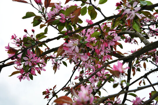 A Malus prunifolia - pink flowers