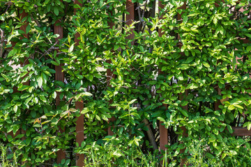 A fence surrounded by green plants.