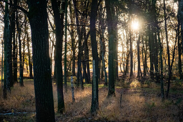 This photograph captures the ethereal beauty of morning light piercing through a grove of pine...