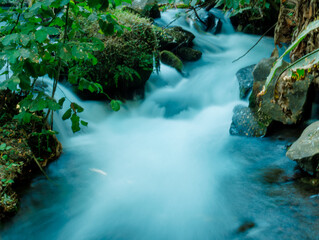 Water stream in the forest