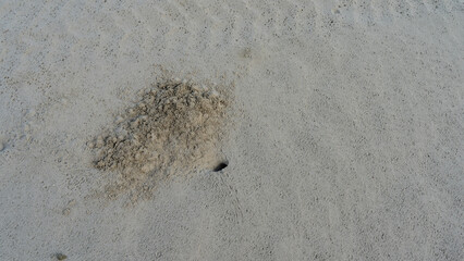 A crab burrow is dug on a sandy beach. A pile of sand is piled next to the hole. Footprints....