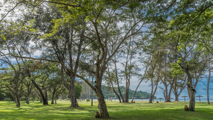 Sprawling deciduous trees grow on a green lawn. The urns are set on the grass. In the distance, behind the trunks, you can see the ocean, a row of sun umbrellas on the beach. Malaysia. Borneo. 