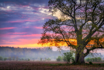 Fototapeta na wymiar Old oak in the field during sunrise