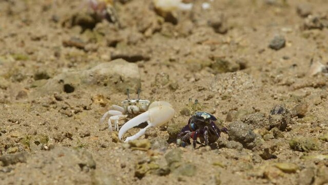 Lemon-Clawed Fiddler Crab and Tetragonal Fiddler Crab.