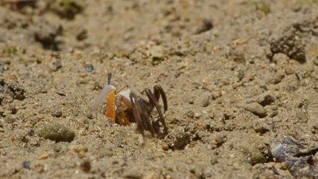 A Male Lemon-Clawed Fiddler Crab Retreating to its Burrow.