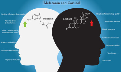 Impact of melatonin and cortisol on circadian rhythm, sleep cycle, body activities, and brain.	