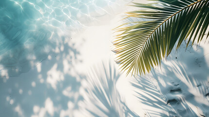 Fototapeta na wymiar palm tree in the sun