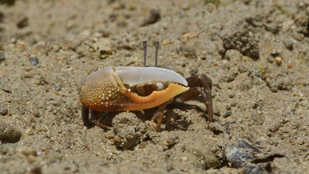 A Lemon-Clawed Fiddler Crab Eating.