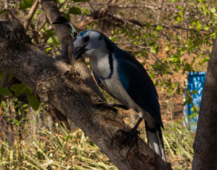 Hermosa Urraca Cara Blanca, Ave tropical de Costa Rica
