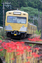 通勤電車 三岐鉄道と彼岸花