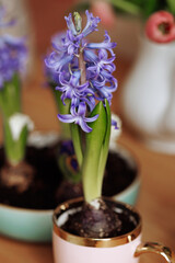 A blue flower is in a pink cup. The flower is in a pot with soil
