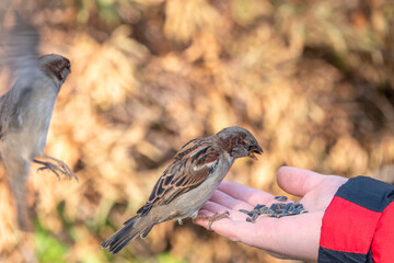 Sparrow eats seeds from a man's hand