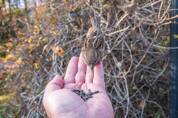 Sparrow eats seeds from a man's hand