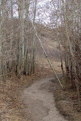 Tranquil Dirt Road Amidst Trees and Grass