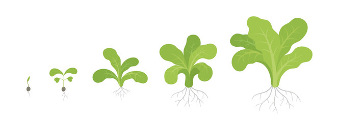 Lettuce plant growth stages. Growing cycle. Harvest progression. Vector illustration. - 792345852
