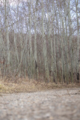 Tranquil Dirt Road Amidst Trees and Grass