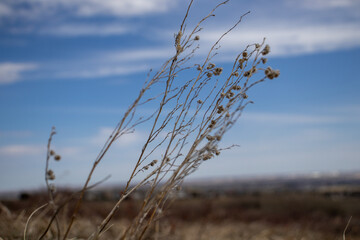 Blowing Grass in Field under Blue Sky