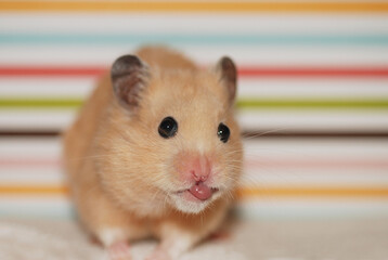 Golden hamster sticks out his tongue