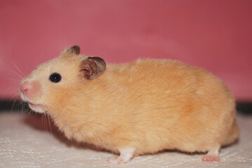 Golden hamster seen from the side