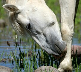 Wild Horse Scratching an Itch