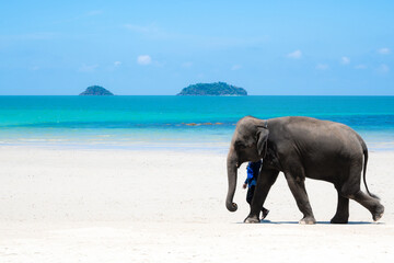 Koh Chang, also known as Elephant Island, is a captivating island paradise nestled in the eastern...