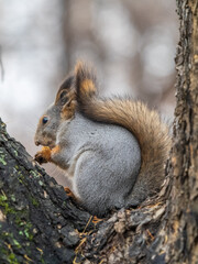 The squirrel with nut sits on tree in the autumn. Eurasian red squirrel, Sciurus vulgaris.