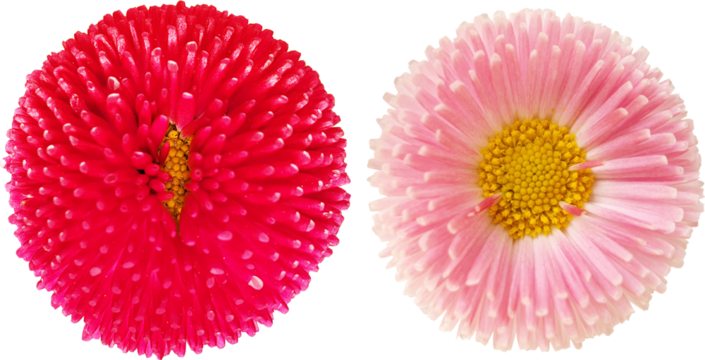 꽃-데이지-핑크데이지 잉글리쉬데이지