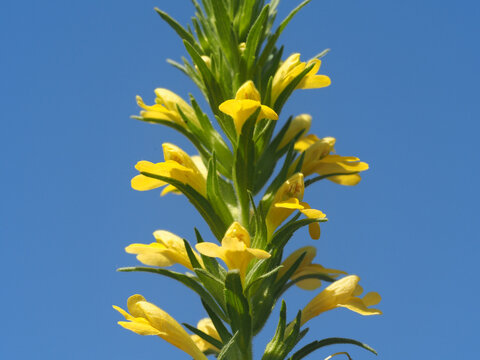 Yellow Glandweed (Bellardia viscosa)