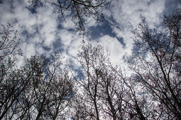 Fototapeta na wymiar Bare Trees in Sunlit Forest