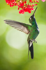 Colibrí y flores rojas