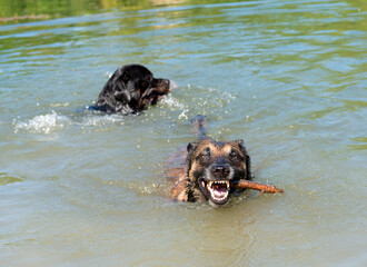 malinois and rottweiler in a river