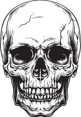 Human skull illustration. Monochrome hand-drawn skull on black and white backgrounds. Vector