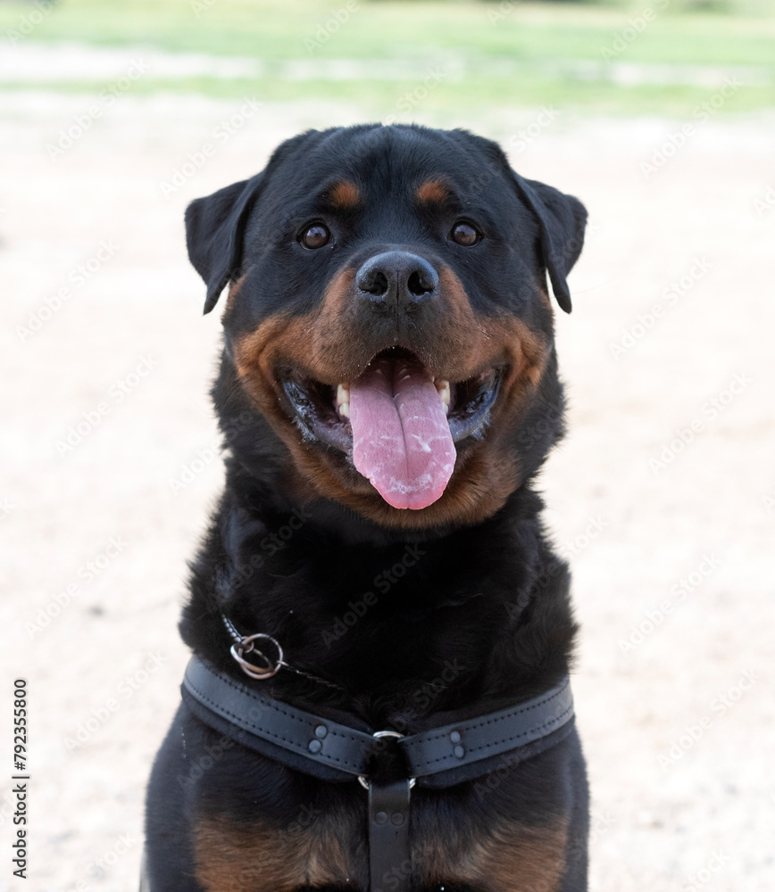 Canvas Prints training of rottweiler