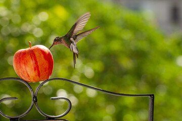 Colibrí y manzana