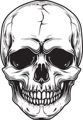 Human skull illustration. Monochrome hand-drawn skull on black and white backgrounds. Vector