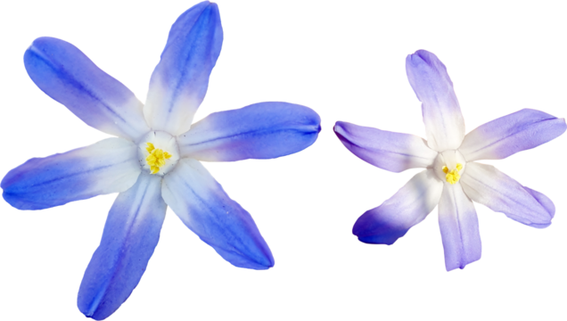 꽃-치오노독사 루킬리아에